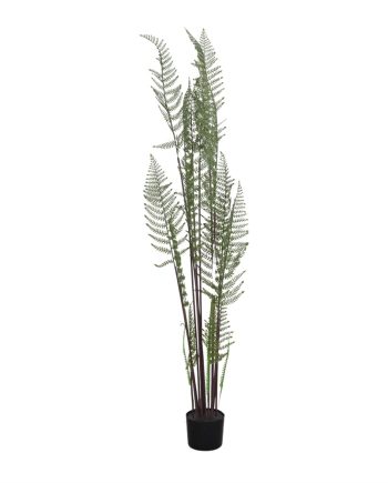PLANTA SAMAMBAIA