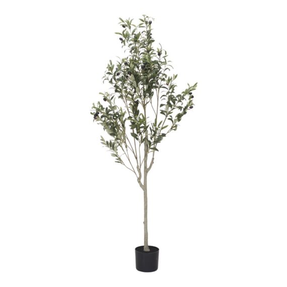 PLANTA OLIVEIRA MINI